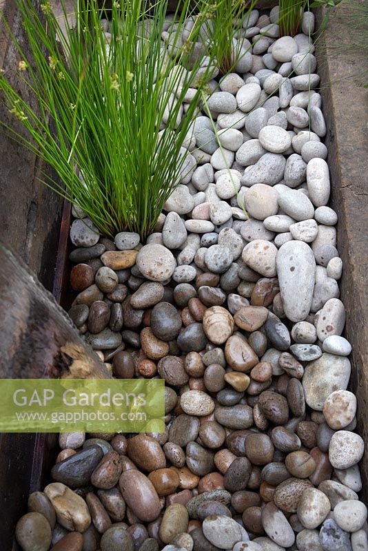 Juncus effusus planted among pebbles by water feature. Railway sleeper garden divider. Fancy a brew - Take a pew. RHS Hampton Court Flower Show, 2016. 