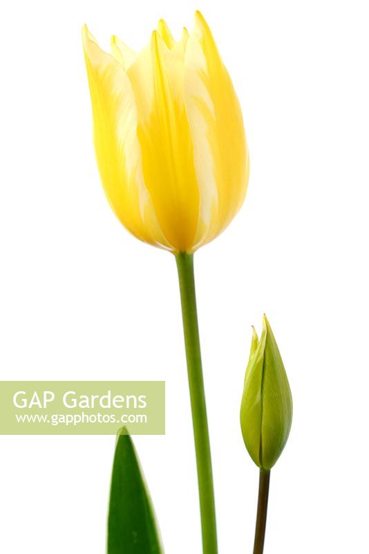 Tulipa 'Antoinette' - Chameleon tulip Single Late Group  