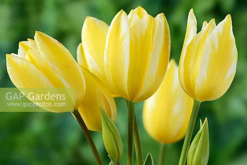Tulipa 'Antoinette' - Chameleon tulip Single Late Group