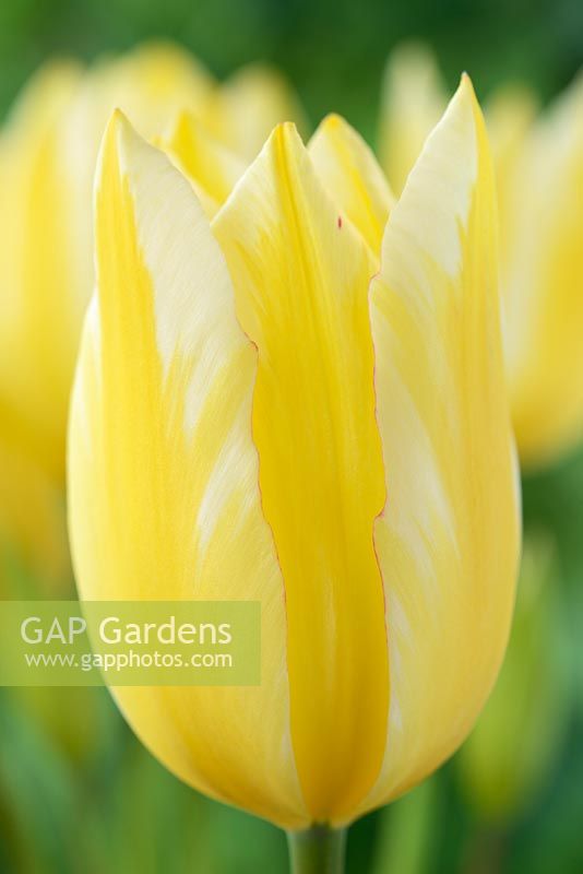 Tulipa 'Antoinette' - Chameleon tulip Single Late Group