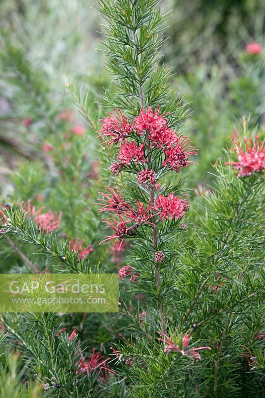 Grevillea 'Canberra gem' - Spider Flower - June