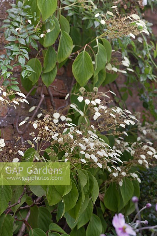 Schizophragma hydrangeoides growing on old red brick wall - Japanese Hydrangea Vine - August, Cheshire 