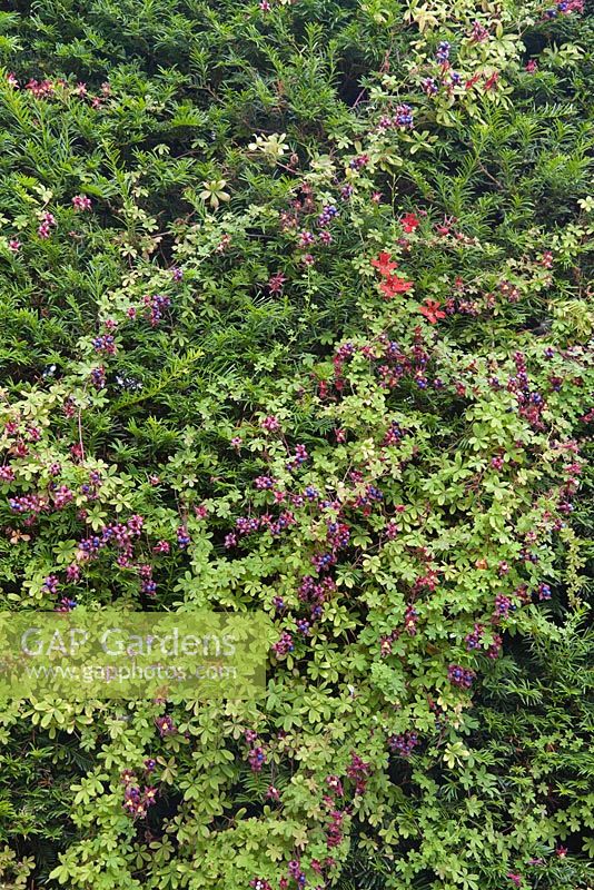 Tropaeolum speciosum with berries and flowers growing on evergreen hedge