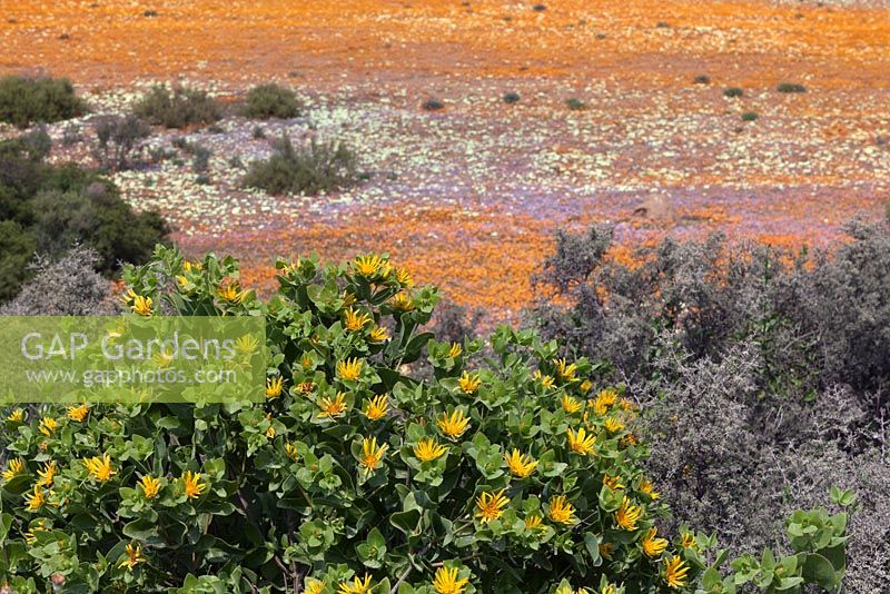 Chrysanthemoides monilifera with yellow and orange wildflower landscape beyond -  Bitou Bush - August, Namaqualand, South Africa