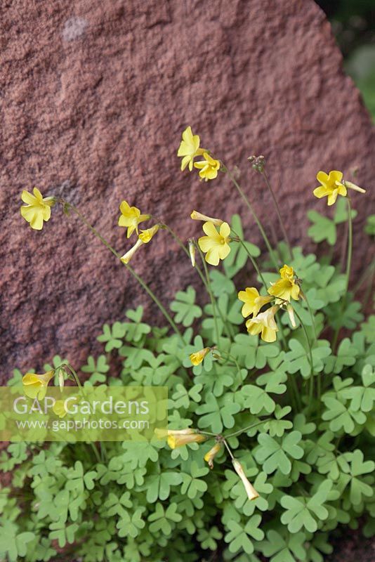 Oxalis pes-caprae - African Wood Sorrel - August, Cederberg Mountains, South Africa