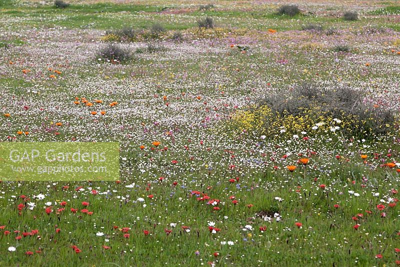 Meadow with Ixia rapunculoides, Romulea sabulosa, Cotula nudicaulis and Osteospermum pinnatum - August, Hantam National Botanic Gardens, South Africa