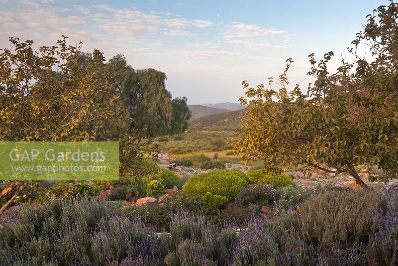 Lavandula angustifolia and Euphorbia mauritanica with garden and landscape view beyond trees -  Namaqualand daisy - August, Naries Namakwa Retreat, Namaqualand, South Africa
