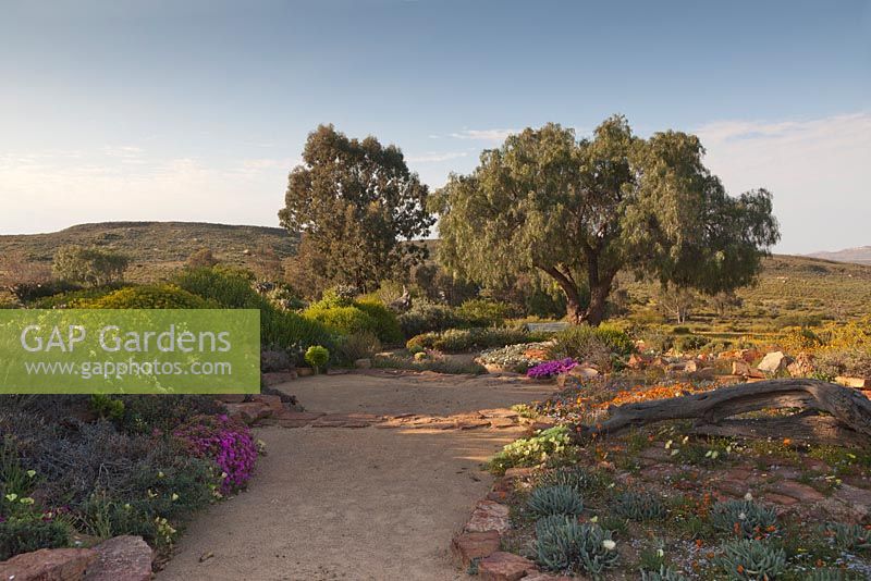 Sand pathways between rock edged borders filled with colourful succulents and shrubs in dry desert garden - August, Naries Namakwa Retreat, Namaqualand, South Africa