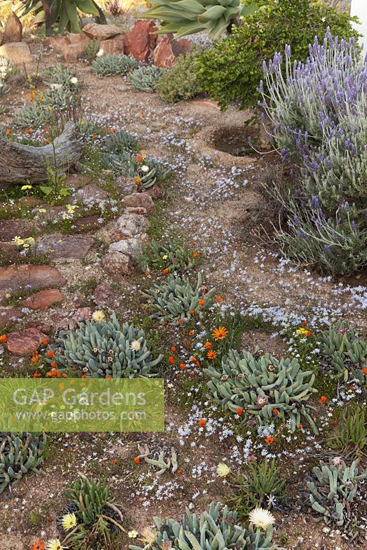 Lavandula angustifolia with Felicia australis, Chieridopsis denticulata and Dimorphotheca sinuata growing amongst sand and red rocks in dry desert garden - August, Naries Namakwa Retreat, Namaqualand, South Africa