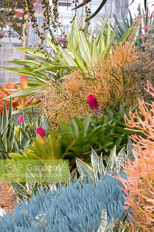 A collection of colourful bromeliads and succulents used on a sloping site covered in fine bark mulch. Euphorbia tirucalli 'Firesticks' and Senecio 'Blue chalk sticks' seen in the foreground 
