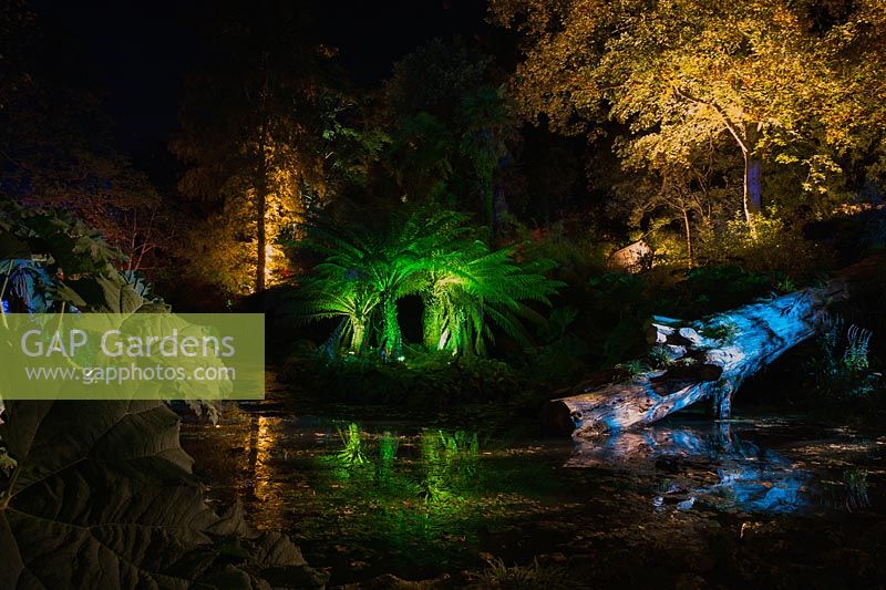 Tree ferns and a fallen tree trunk illuminated with coloured lights at Abbotsbury Subtropical Garden in October