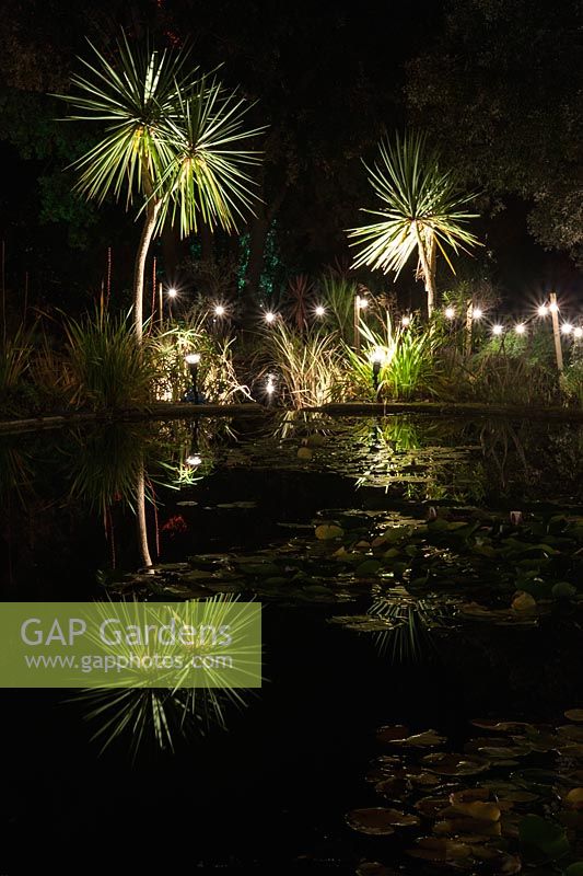 The lily ponds surrounded by white lights and cordylines reflected in the water at Abbotsbury Subtropical Gardens in October