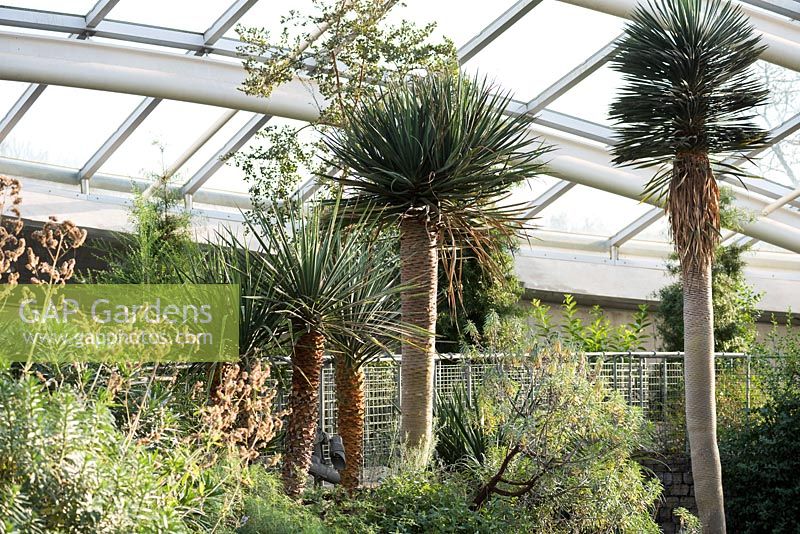 The Great Glasshouse designed by Norman Foster and Partners, interior landscape designed by Kathryn Gustafson houses tall dragon trees, Dracaena draco