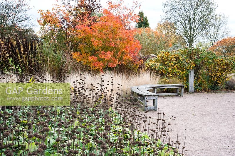 Clover Hill borders at RHS Garden Hyde Hall in autumn with Cotinus 'Flame', the seedheads of Phlomis russeliana, Stipa tenuissima, miscanthus and Rosa rugosa