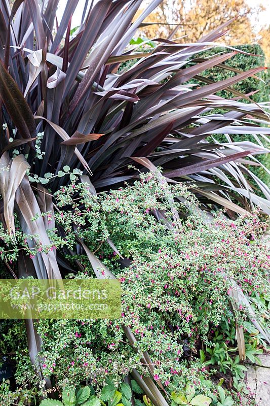 Fuchsia 'Lottie Hobby' with Phormium 'Black Adder'