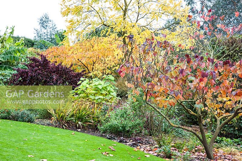 Autumn shrub border at RHS Garden Hyde Hall with Cercis 'Forest Pansy', Paulownia tomentosa, Catalpa bignonioides 'Aurea' and Euonymus carnosus 'Red Wine'
