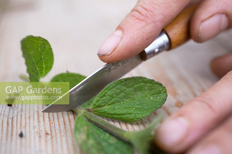 Use a sharp knife to remove the bottom of the cutting from below a leaf node
