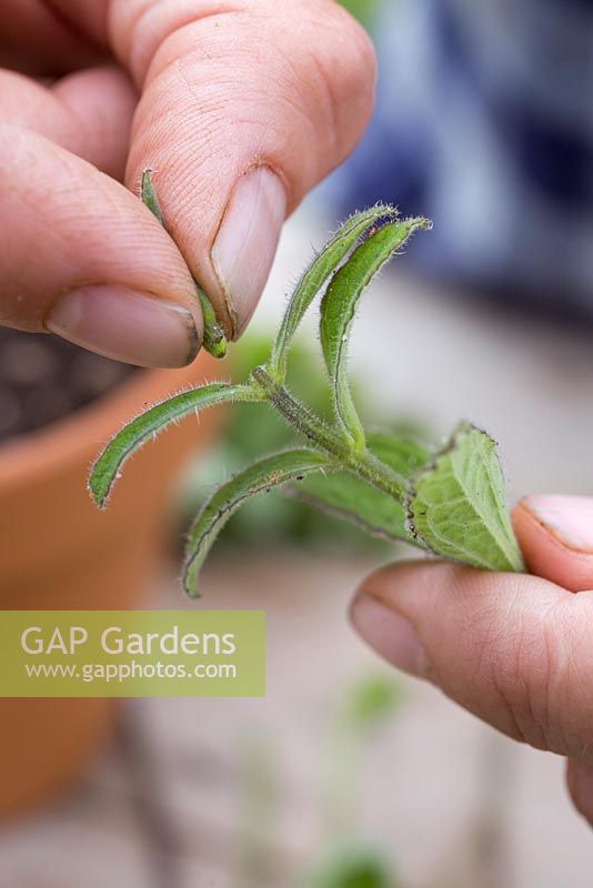 Pinch out the tip of the cutting to encourage the plant to bush out