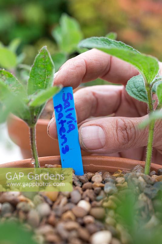 Adding a plant label for Salvia patens cuttings