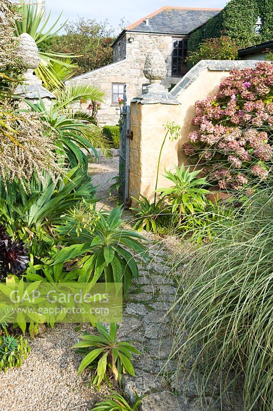 Path leading from the main garden into the courtyard passes self seeded echiums, hydrangeas and agapanthus.