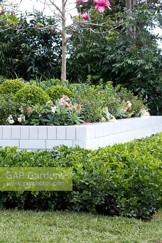Murraya paniculata surrounding a raised bed with hellebores, buxus balls and azaleas