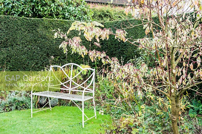 White metal bench beside border including a tiered cornus.