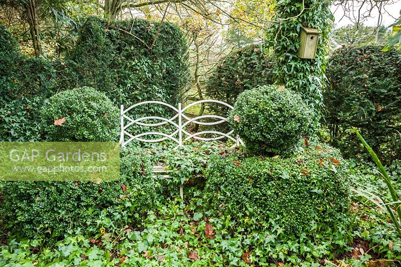Ground covering ivy spreads up into box and yew around a white metal bench in a shady corner of the front garden.