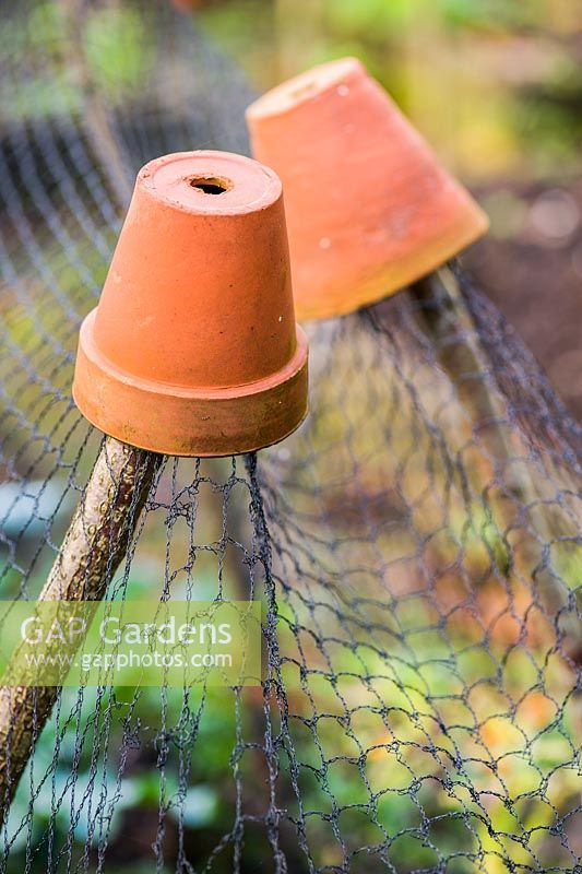 Terracotta pots weight down a net supported by hazel stems.