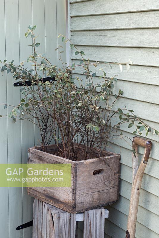 A crate of bare root Cotoneaster frachetii against a shed