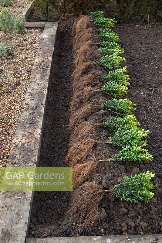 A row of bare root Buxus sempervirens placed in position ready to be planted