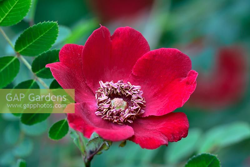 Rosa moyesii - deep red wild species rose