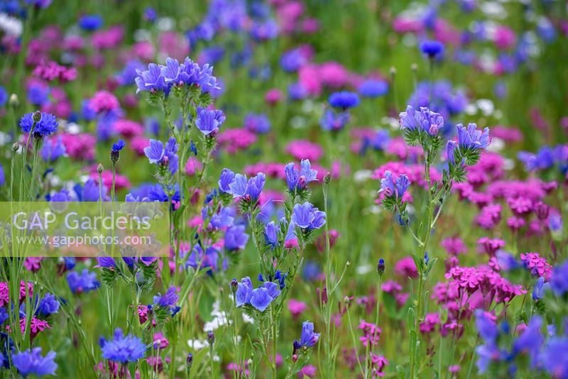 Wild flower meadow with Echium 'Dwarf Blue Bedder' - Viper's Bugloss, Silene armeria - catch Fly and corn flower

