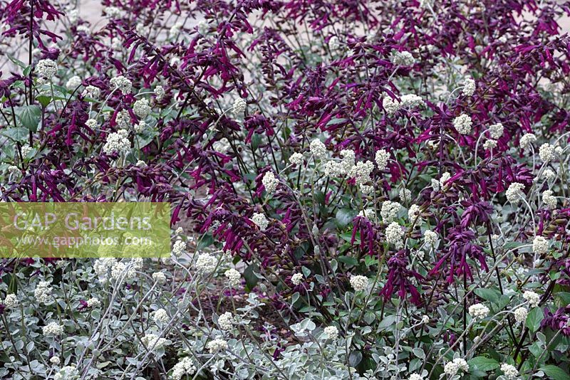 Helichrysum 'Petiolare' with Salvia 'Love and Wishes'