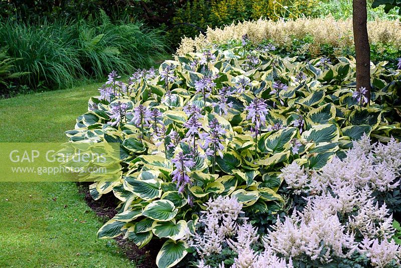 Hosta Twilight with flowering spikes in flower beds