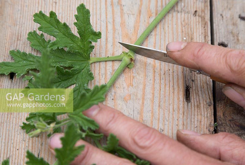 Removing lower stem under leaf node