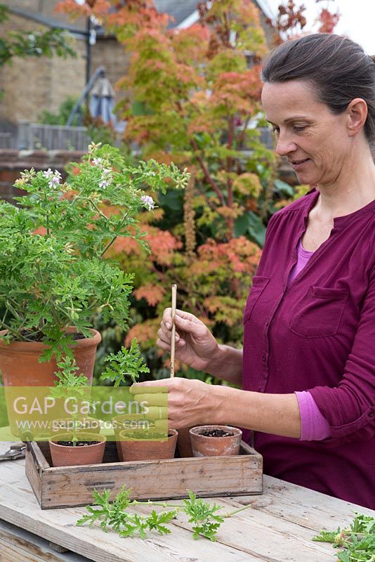 Potting up cutting of Pelargonium graveolens into individual pots with grit and compost