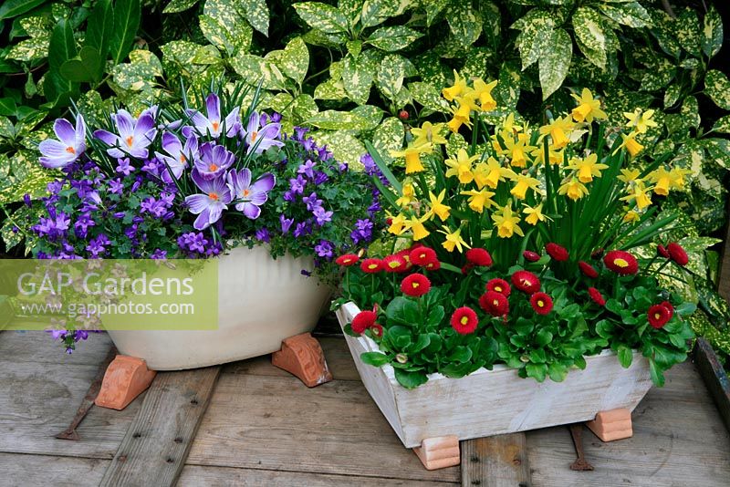 Spring flowers in two containers raised up on pot feet. Crocus 'Pickwick' with Campanula poscharskyana and Double Daisy Bellis perennis 'Tasso Red' backed by multi headed  Narcissus 'Tete-a-tete'.