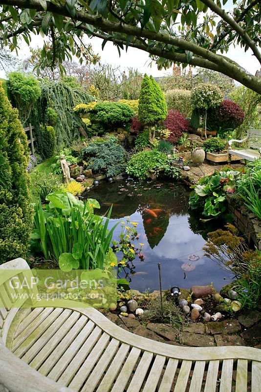 Fish pond with a backdrop of evergreens, marginal plants,  pond side seats and wires stretched over the surface to deter herons. Design: David Green and Elaine MacKenzie.