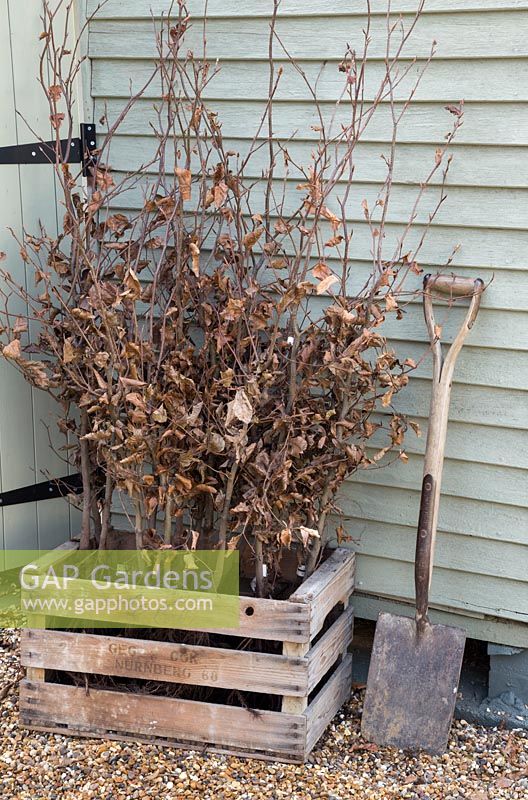 Wooden crate containing bare root Fagus sylvatica plants