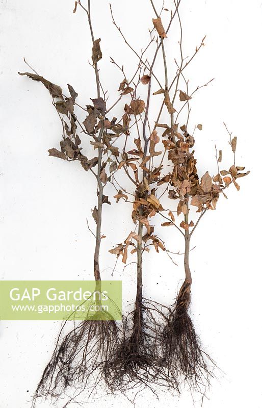 Bare root Fagus sylvatica plants against white background