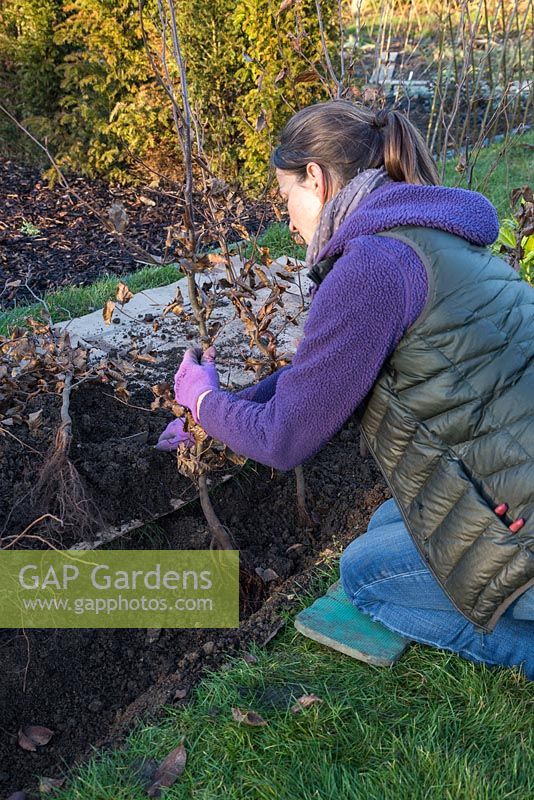 Planting a row of bare root Fagus sylvatica