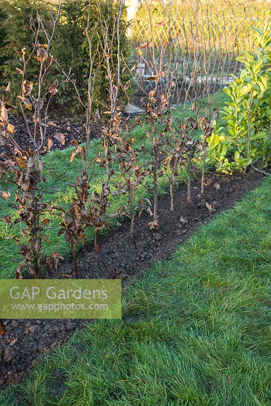Fagus sylvatica - A newly planted row of bare root 
