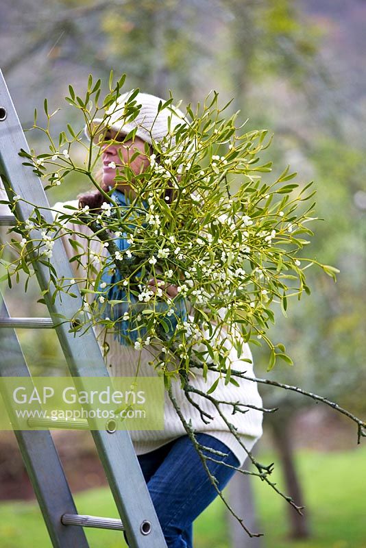 Woman on ladder harvesting mistletoe