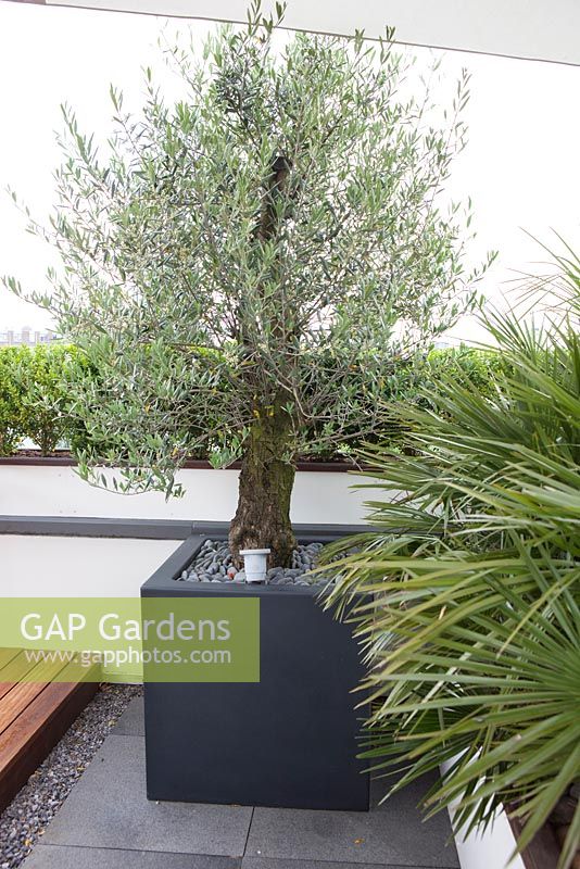 Black container with Olea on a roof terrace garden in Rotterdam, Holland.