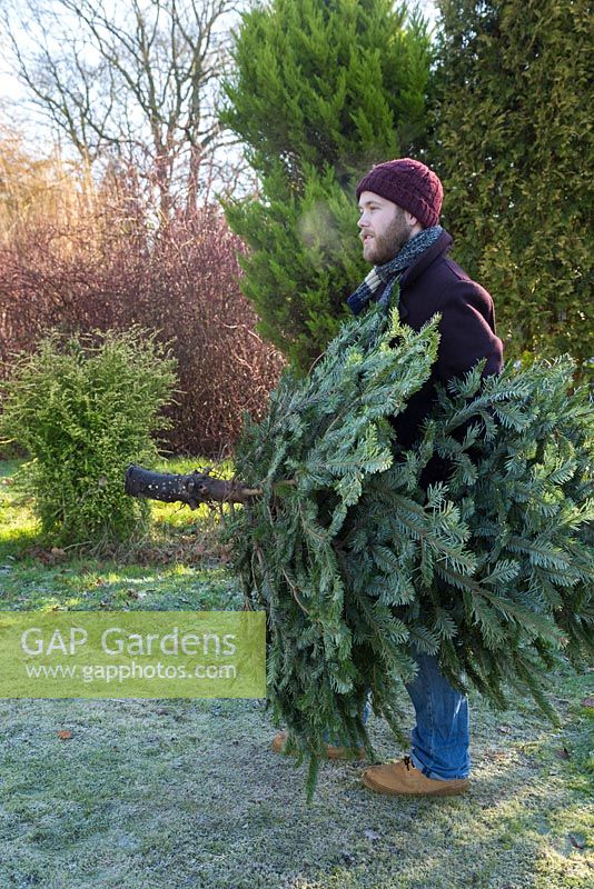 A man carrying a Christmas tree across a frosty lawn
