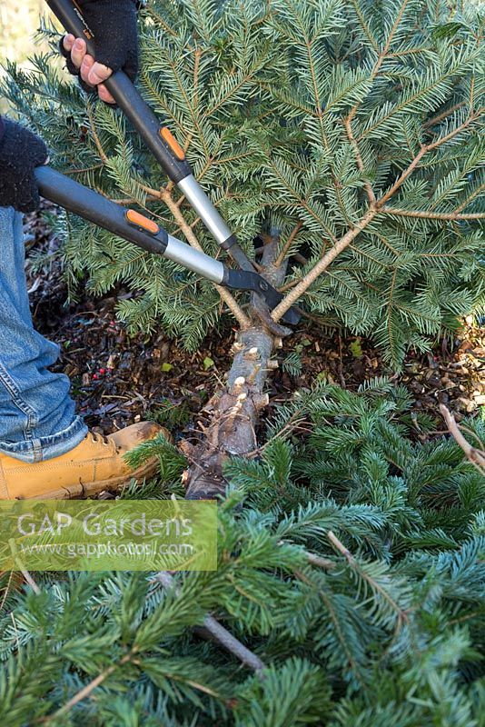 Man using loppers to cut branches off of a Christmas tree