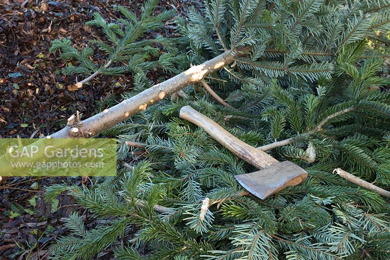 A Christmas tree with branches removed and a hatchet laying on top