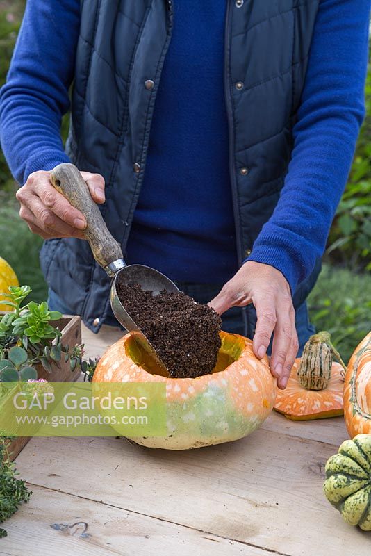Fill the Pumpkin with some compost