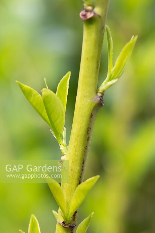 Prunus laurocerasus - New growth on Cherry laurel 