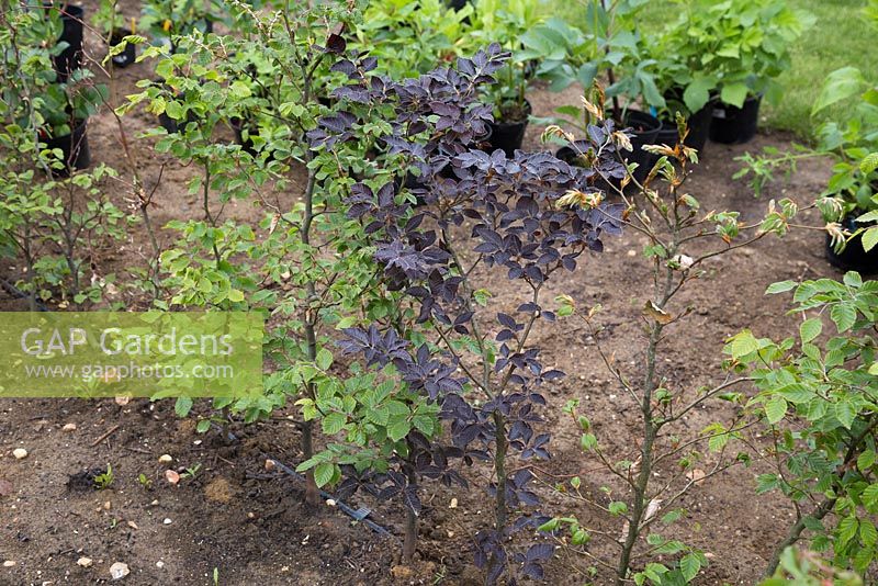 Fagus sylvatica - A row of grown on plants with an incorrect variety that has grown
